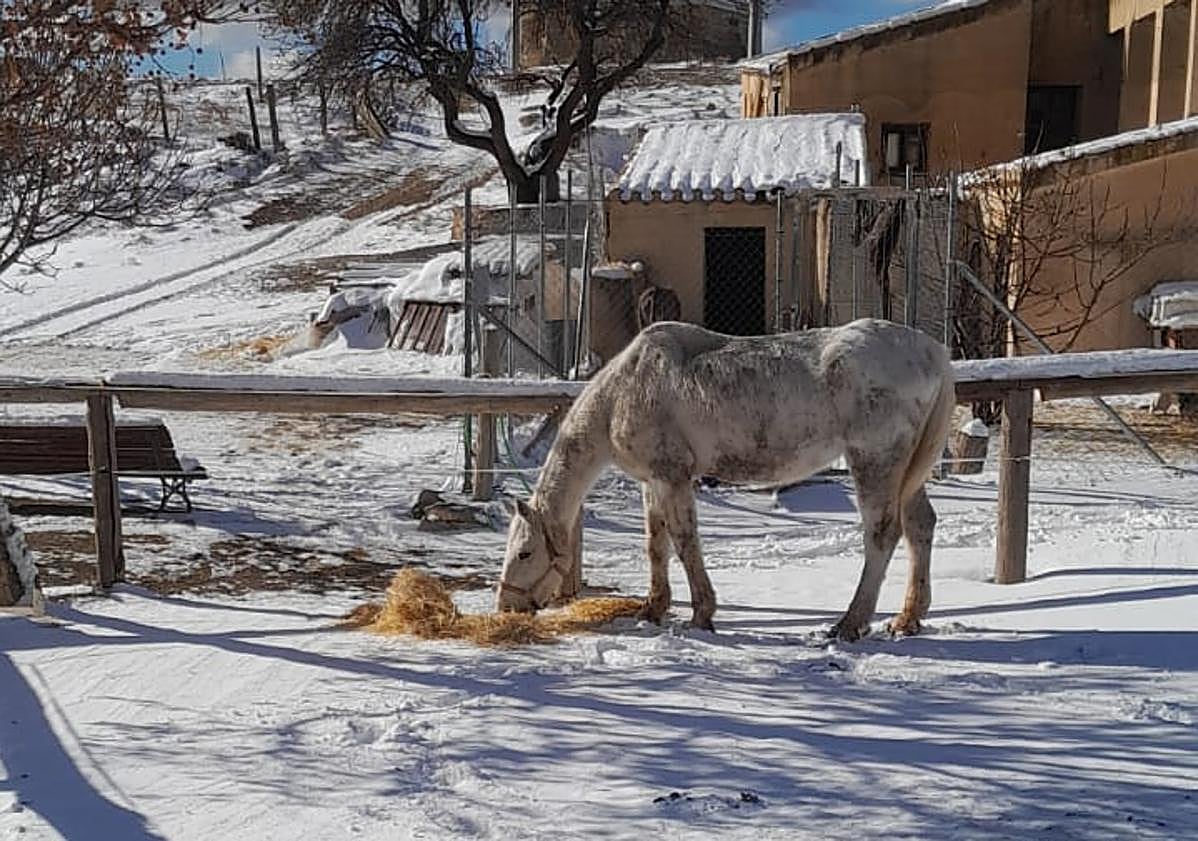 Imagen principal - La aldea de Los Odres, en Moratalla, este sábado cubierta de nieve.