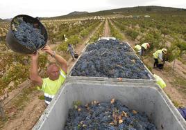 Trabajadores de la bodega Juan Gil, en la última vendimia.