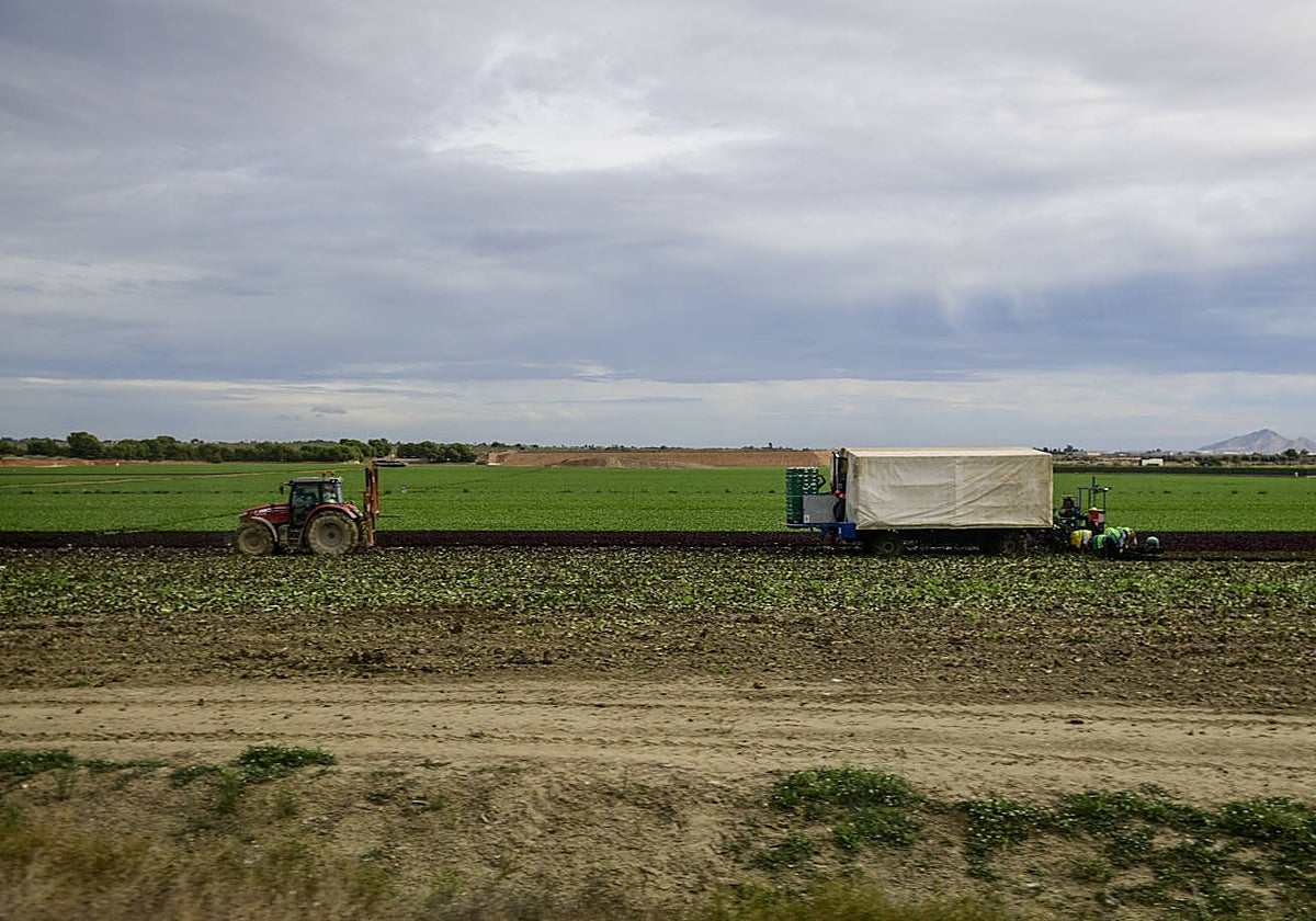 Trabajadores en el campo de Cartagena.