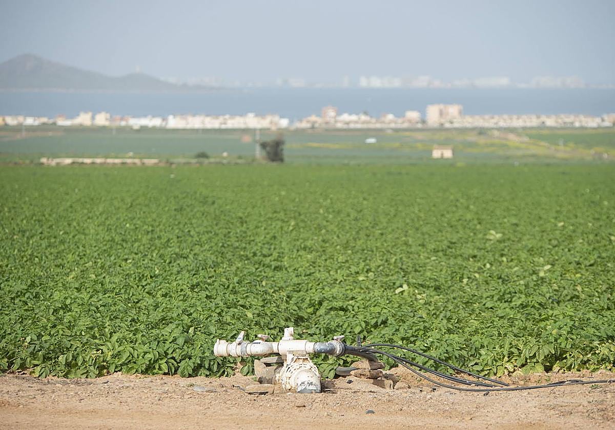 Regadíos en la zona de Los Nietos, con el Mar Menor y La Manga al fondo, en una foto de archivo.