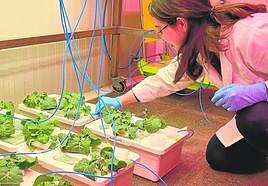 Mantenimiento de cultivos en hidropónico para estudiar las condiciones de bioestimulación antes de utilizar los compuestos en el campo.