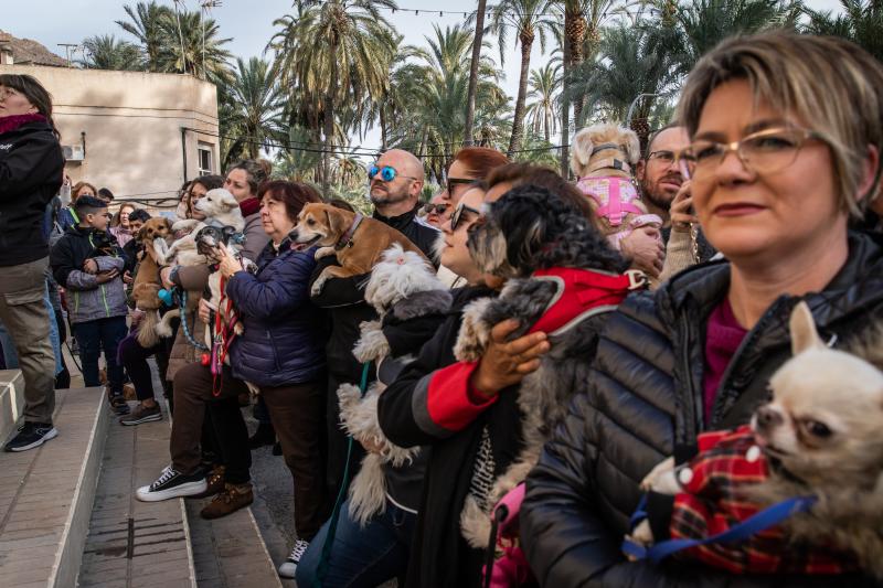 Las imágenes del día de San Antón en Orihuela