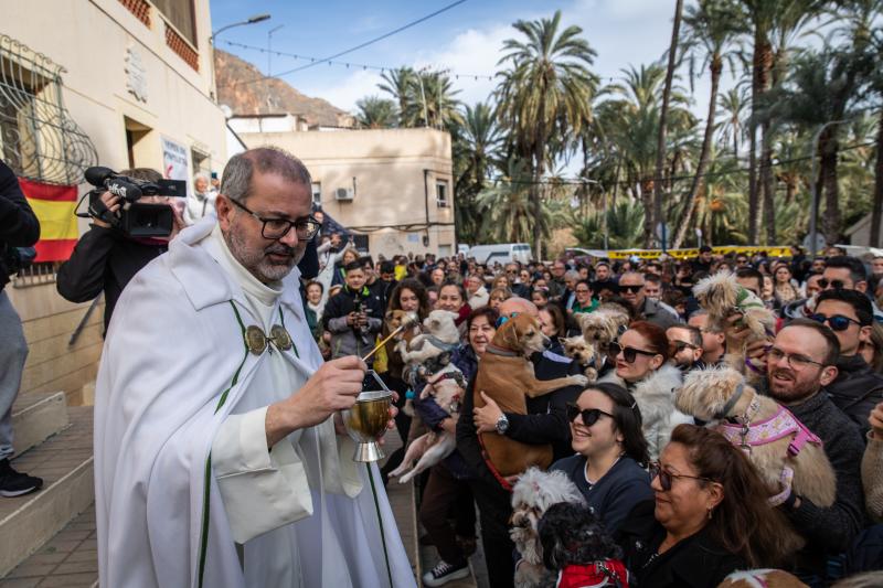 Las imágenes del día de San Antón en Orihuela