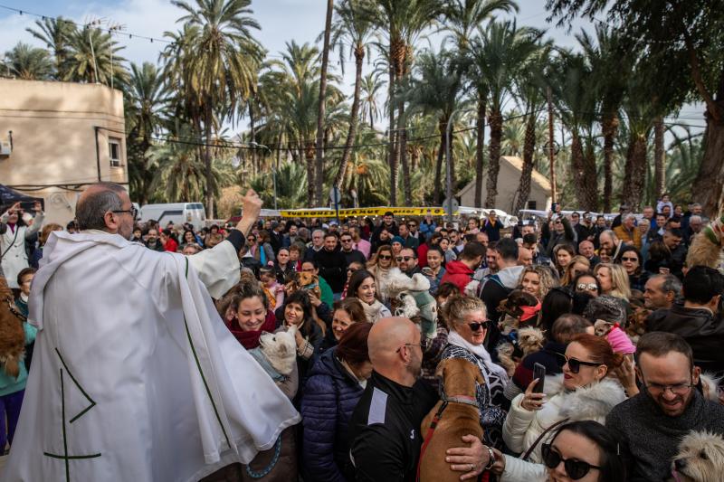 Las imágenes del día de San Antón en Orihuela