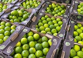 Limones preparados para su venta en una imagen de archivo.
