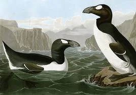 Ilustración del alca gigante o pinguinnus impenis.