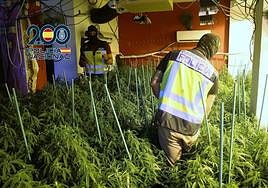 Agentes de la Policía Nacional en el interior de un inmueble registrado con las plantas de marihuana.