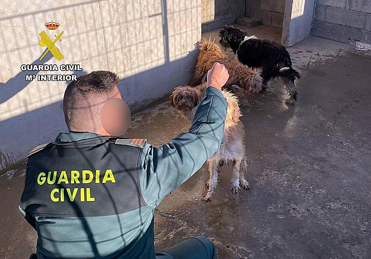 Un agente de la Guardia Civil con los perros que fueorn abandonado sen Águilas.