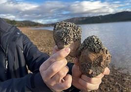 Un técnico muestra los moluscos de mejillón cebra incrustados en unas rocas en el embalse de Talave.