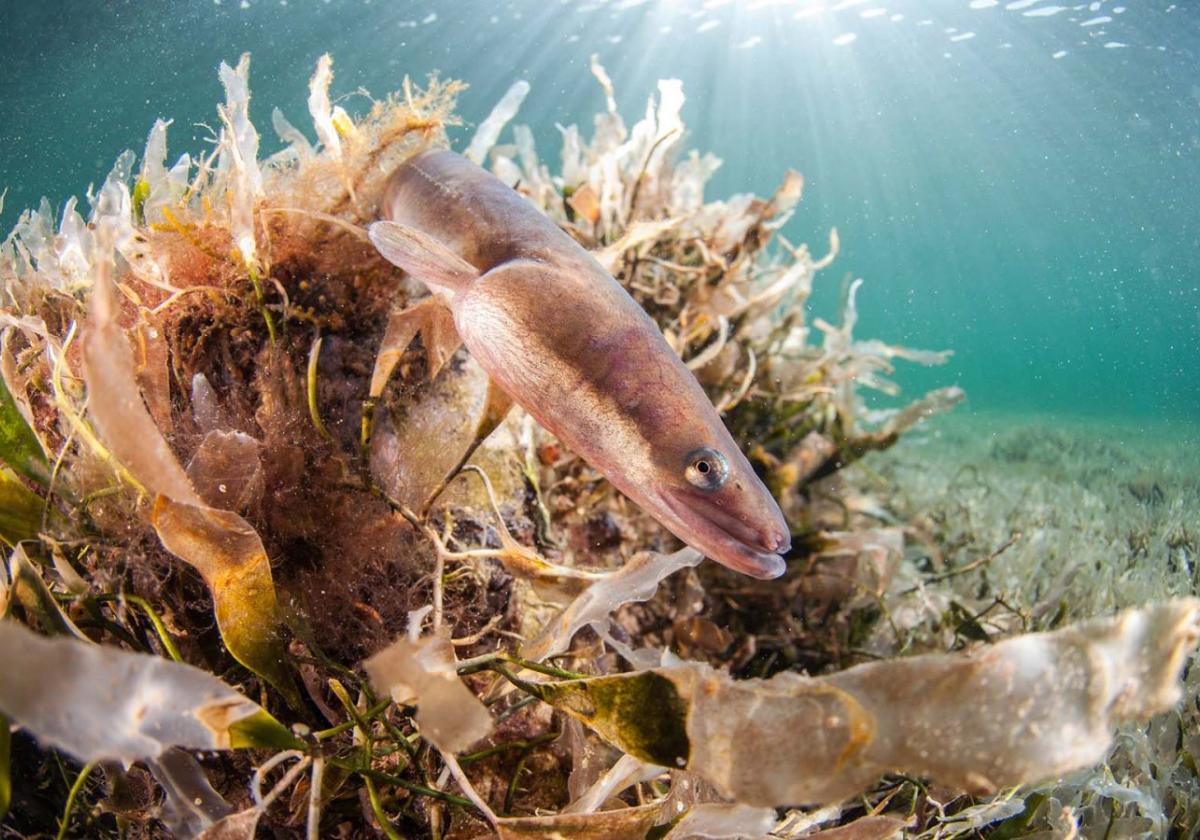 Anguilas, una huella de la contaminación en el Mar Menor
