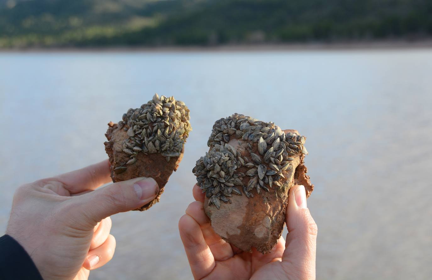 La plaga de mejillón cebra llega a los embalses del río Mundo, en imágenes
