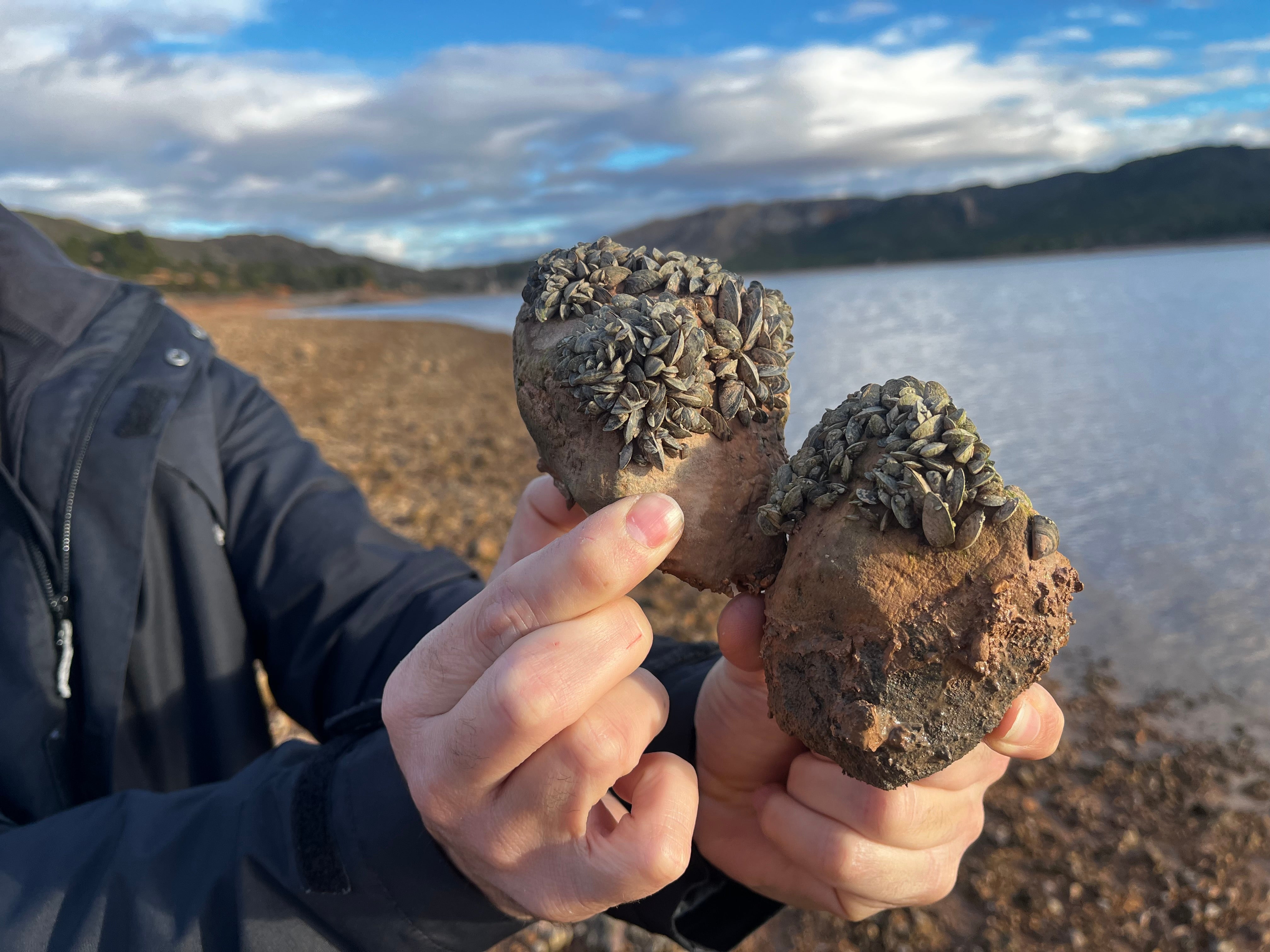 La plaga de mejillón cebra llega a los embalses del río Mundo, en imágenes