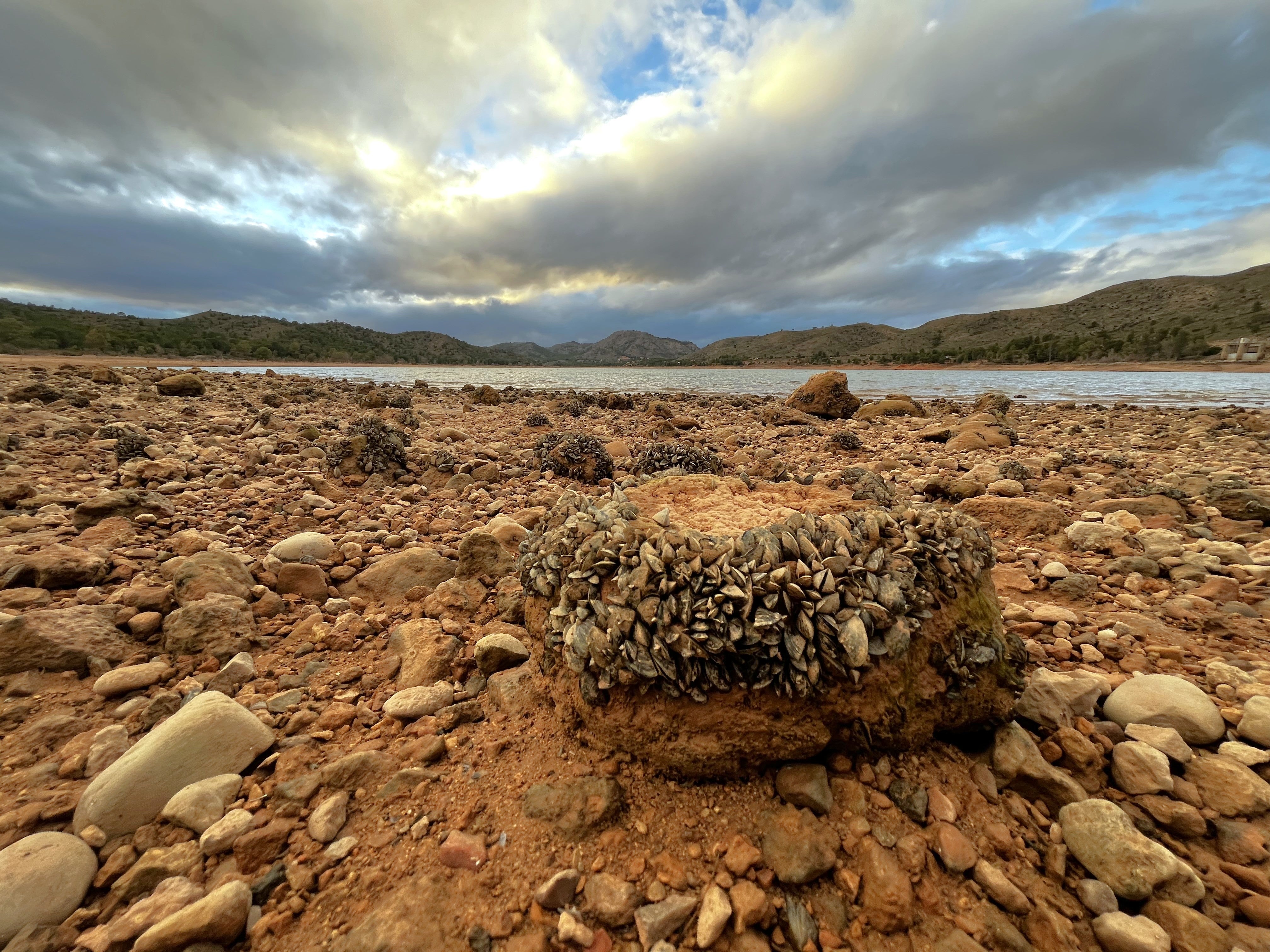 La plaga de mejillón cebra llega a los embalses del río Mundo, en imágenes