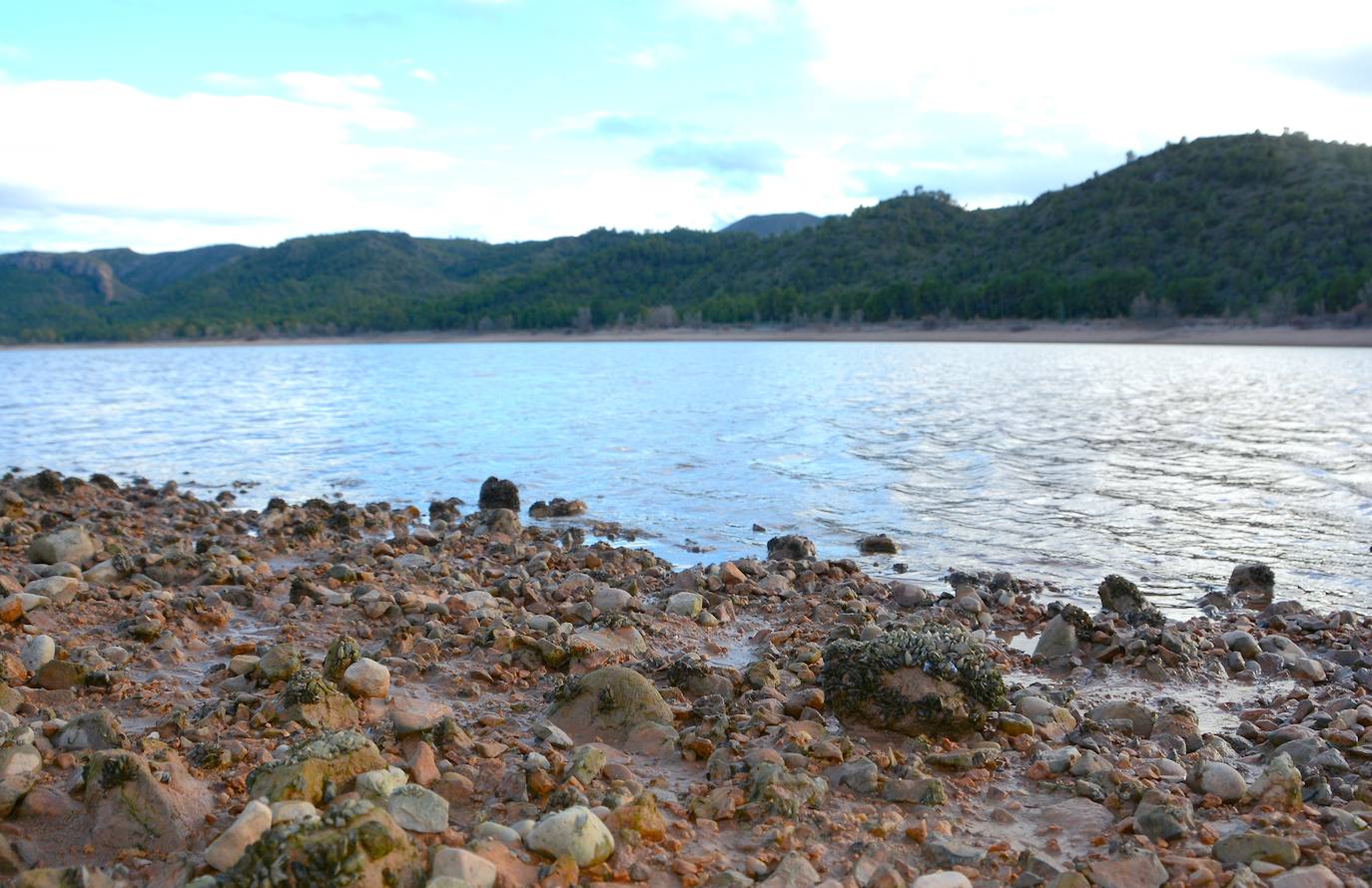 La plaga de mejillón cebra llega a los embalses del río Mundo, en imágenes