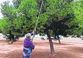 Un operario trata los pinos de un parque municipal