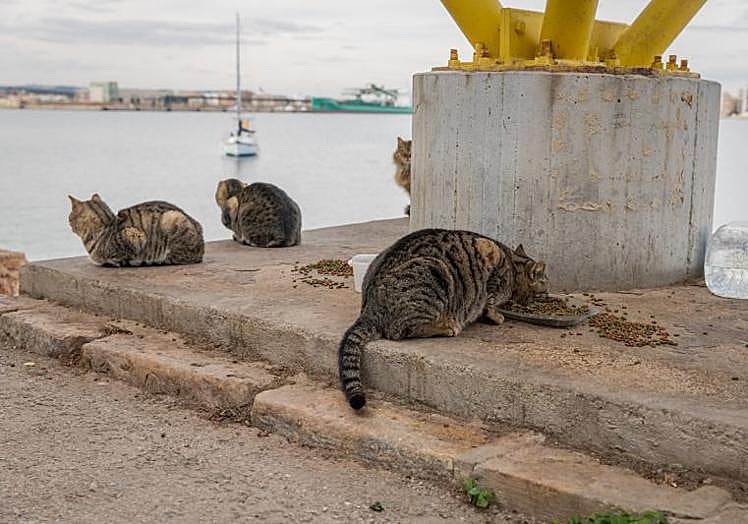 Un grupo de gatos callejeros bajo las escaleras del paseo voladizo del dique de Levante.