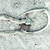 Culebra de cogulla arrollada en mayo.