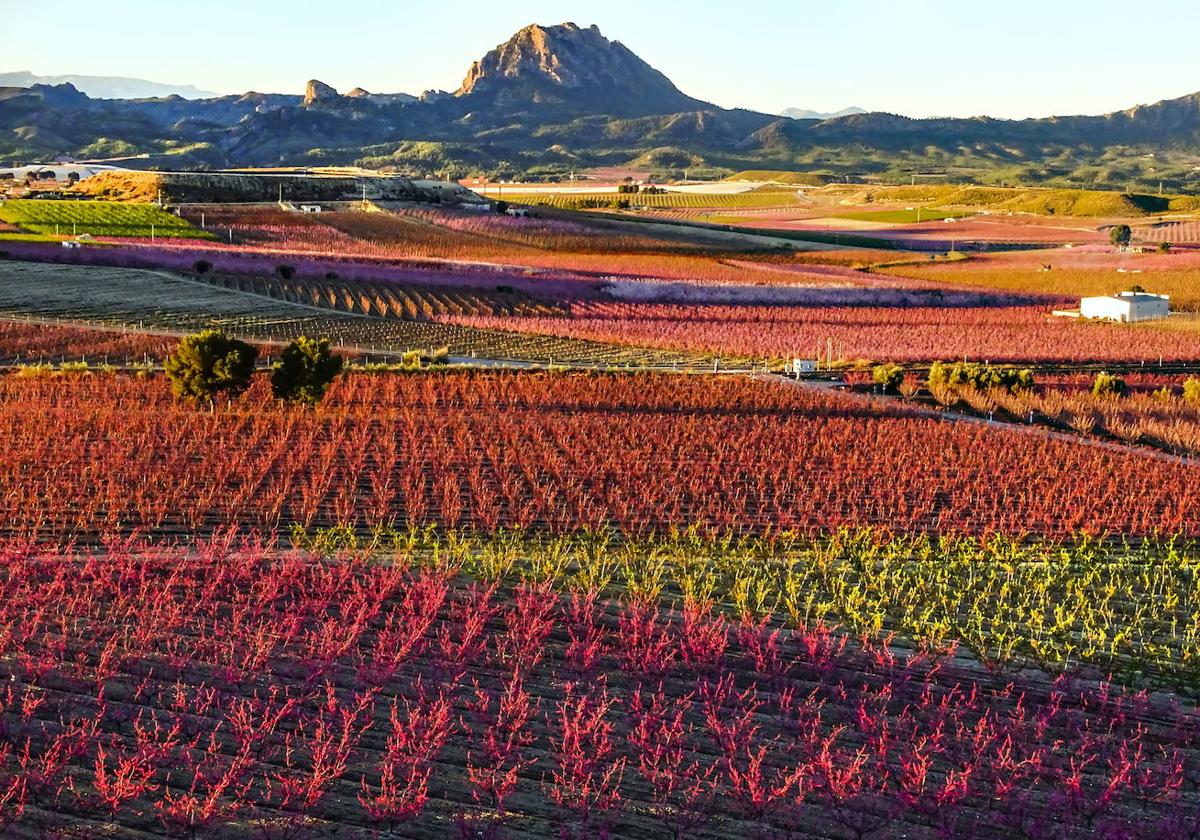 Imagen de archivo de la floración en Cieza.