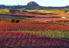 Imagen de archivo de la floración en Cieza.