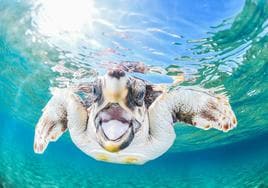 Una tortuga boba ('Caretta caretta') nadando cerca de la superficie.