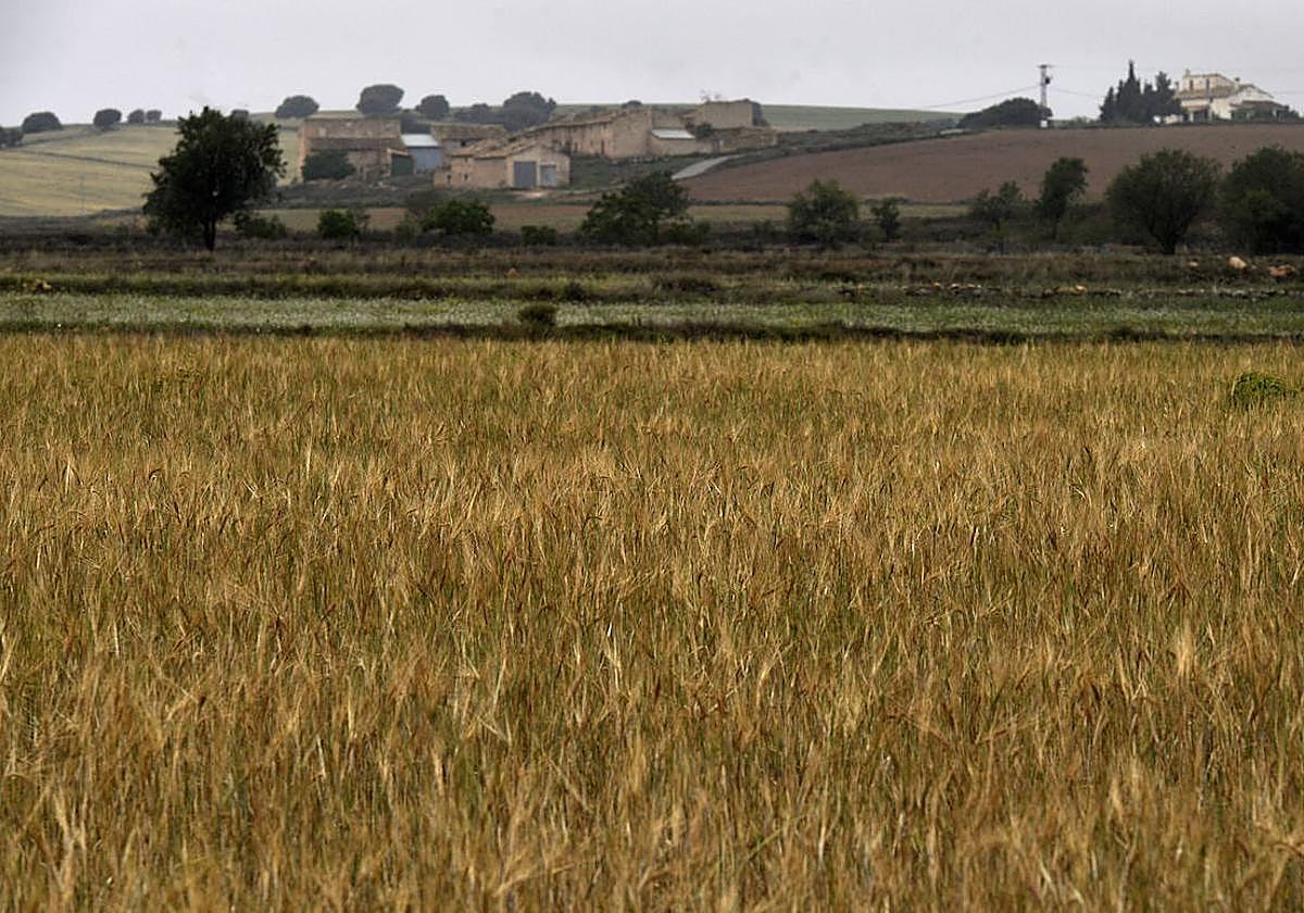 Cultivos de cereal en secano en los campos de El Moralejo, en Caravaca de la Cruz.