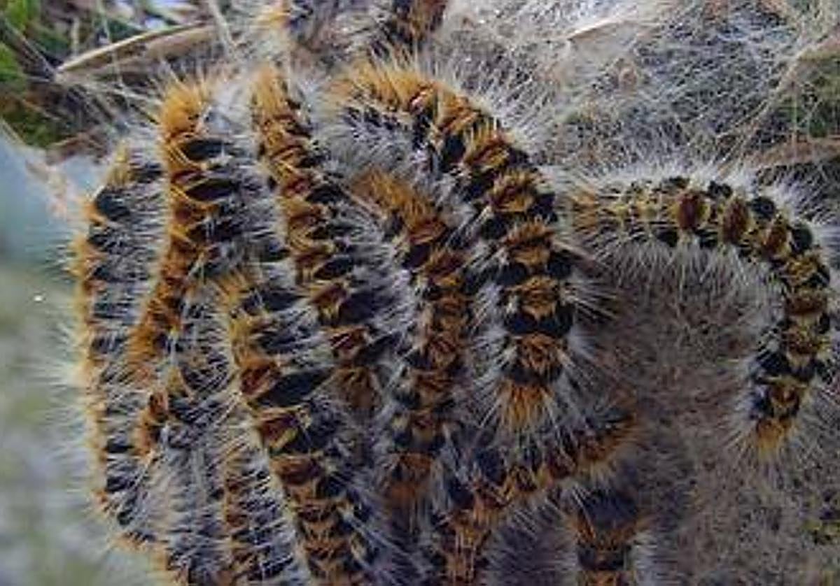 Imagen de archivo de orugas procesionarias.