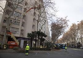 Operarios podando, ayer, un árbol en el paseo Alfonso XIII.