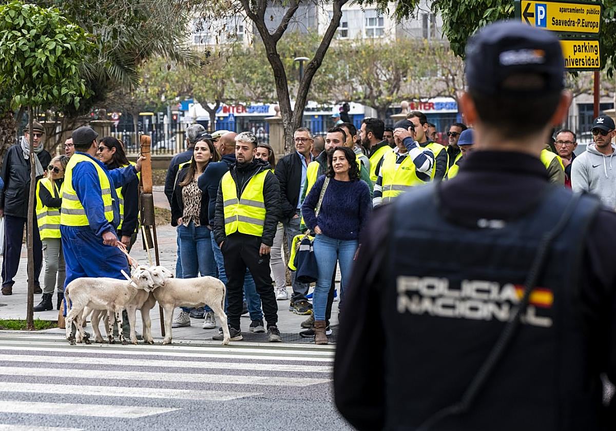 Medio centenar de agricultores con cuatro corderos protestan, este viernes, frente a la Delegación en Murcia.