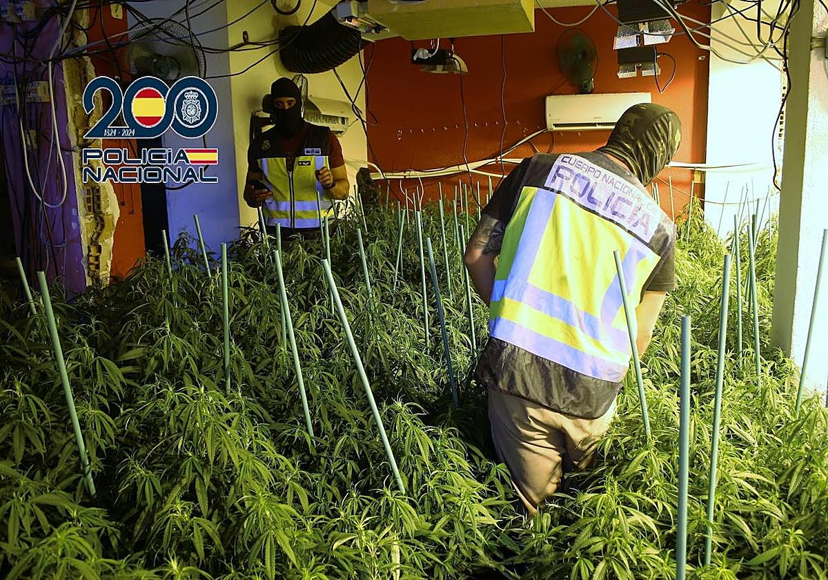 Agentes de la Policía Nacional en la desmantelación de una plantación en la Región de Murcia.