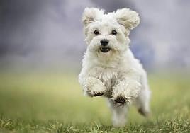 Estos son los alimentos que le puedes dar a tu perro y que no ponen en peligro su salud