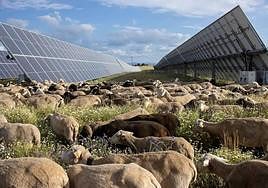 Un rebaño de ovejas pasta en un parque fotovoltaico de Statkraft, en una imagen de archivo.