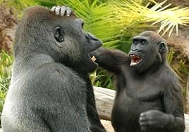 Los grandes simios comparten nuestra naturaleza bromista
