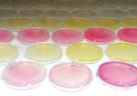 Placas suplementadas con pigmentos bioactivos en las que viven los gusanos de la investigación.