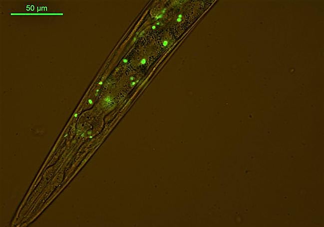 Gusano 'Caenorhabditis elegans' con alzhéimer para el experimento.