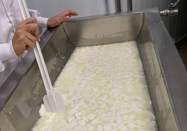 Proceso de cuajado y corte de la leche.