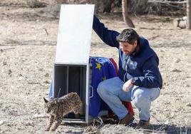 López Miras libera a unos de los linces.