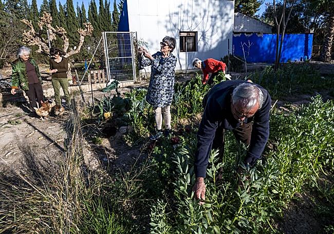 Ángela Hernández y Victoria Martínez, al fondo, junto a Mari Carmen Alcaraz y Antonio Morales, acompañados por Ginés Martínez (al fondo, de rojo), en una de sus quedadas en un huerto de Murcia.