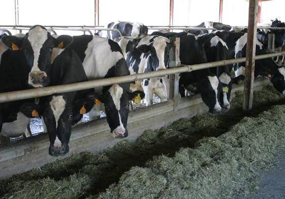 Vacas en una granja en una imagen de archivo.
