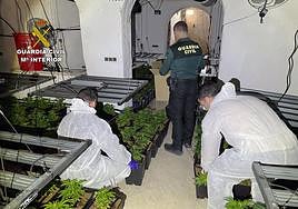 Agentes de la Guardia Civil desarticularon dos plantaciones de marihuana en Alguazas y Lorquí.