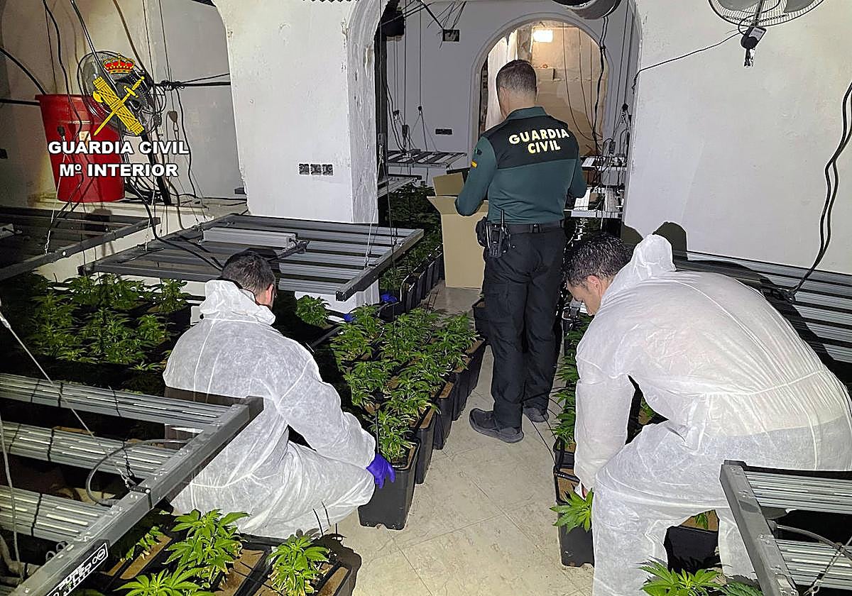 Agentes de la Guardia Civil desarticularon dos plantaciones de marihuana en Alguazas y Lorquí.