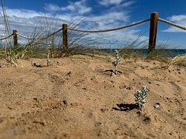 Ejemplar plantado por la ONG Xaloc junto a la playa de La Mata.