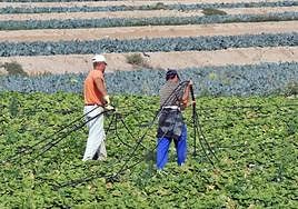 Dos trabajadores de un cultivo de regadío de Lorca.