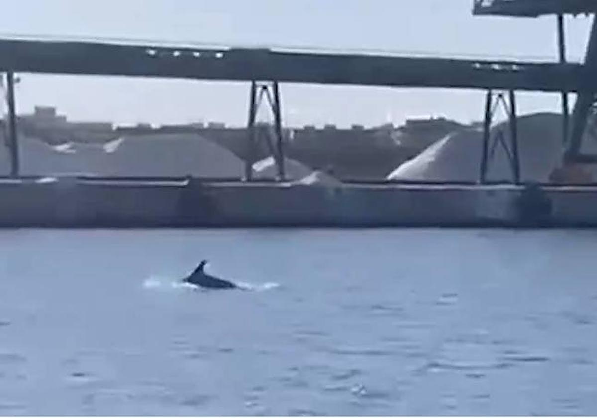 Frame del vídeo grabado por Christian Longo en el puerto de Torrevieja.