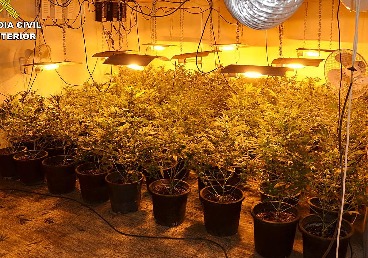 El zulo de Cieza en el que habían 200 plantas de marihuana.