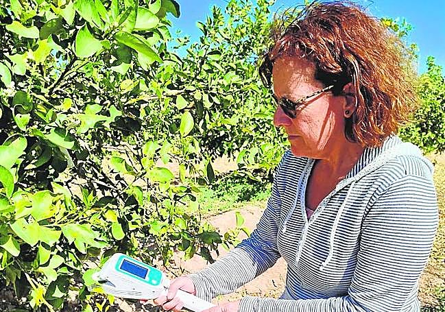 La investigadora M. Carmen Ruiz midiendo algunos arámetros en una plantación de cítricos.