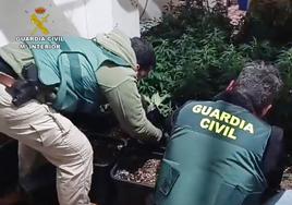 Los agentes de la Guardia Civil incautando las plantas de marihuana.