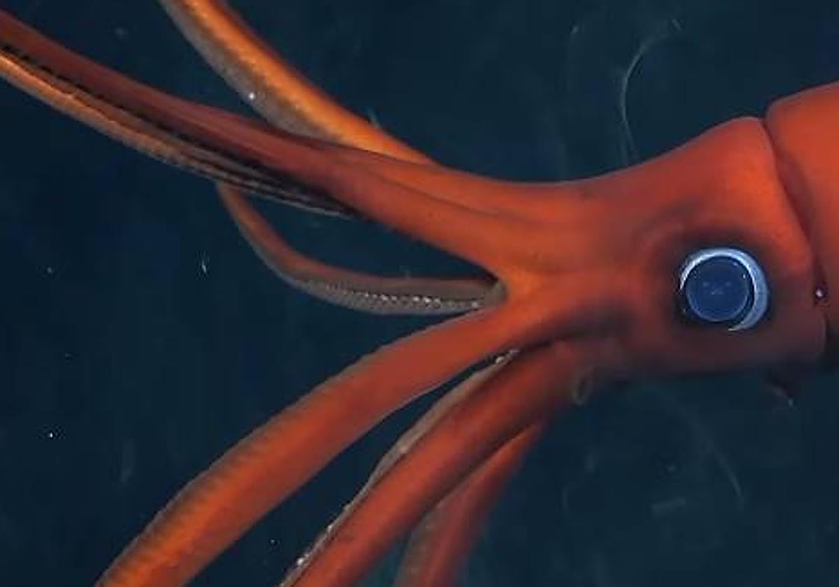 Imagen de una especie de calamar rara vez documentado a 1.105 metros de profundidad.