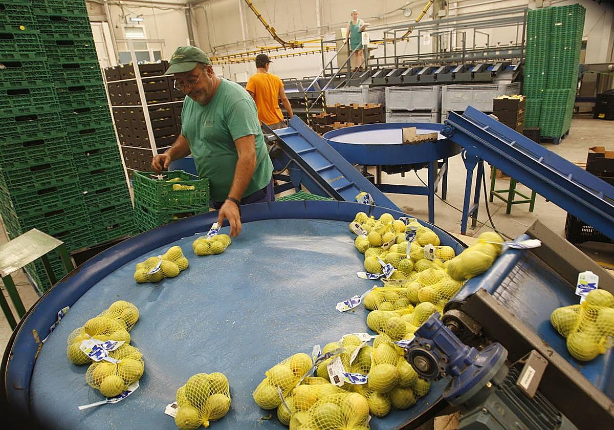 Un trabajador en una planta de envasado de limones, en una imagen de archivo.