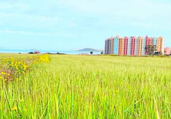 Cultivo de cebada en la zona próxima a Playa Honda, con el Mar Menor al fondo.