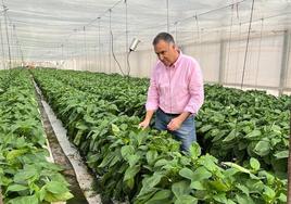 El catedrático de la UPCT Juan Fernández comprueba los cultivos de un invernadero.
